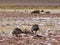 Nandu de Magallanes Rhea pennata - ostrich in Eduardo Avaroa Andean National Wildlife Reserve