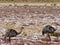 Nandu de Magallanes Rhea pennata - ostrich in Eduardo Avaroa Andean National Wildlife Reserve