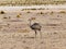 Nandu de Magallanes Rhea pennata - ostrich in Eduardo Avaroa Andean National Wildlife Reserve