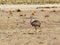 Nandu de Magallanes Rhea pennata - ostrich in Eduardo Avaroa Andean National Wildlife Reserve