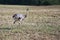 Nandu or greater rhea Rhea americana is walking on a stubble field in Mecklenburg West Pomerania, Germany, since 2000 a few of
