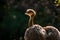 Nandu ostrich bird in the zoo