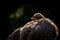 Nandu ostrich bird in the zoo