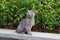 Nanjing - August 28, 2017 - a British short haired cat looking up at the blue sky