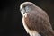 Nankeen Australian kestrel