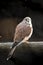 Nankeen Australian kestrel