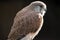 Nankeen Australian kestrel