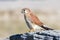 Nankeen Kestrel