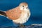 Nankeen Kestrel