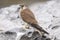 Nankeen Kestrel