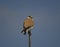 Nankeen kestrel (Falcon cenchroides)