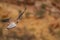 Nankeen Kestrel falcon in flight looking for prey