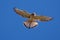 Nankeen Kestrel in the sky