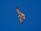 Nankeen Kestrel in the sky