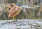 Nankeen Night Heron