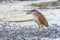 Nankeen Night Heron