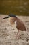 Nankeen night heron