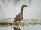 Nankeen Night Heron in New South Wales Australia