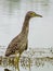 Nankeen Night Heron in New South Wales Australia