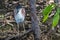 Nankeen Night Heron (Nycticorax caledonicus)