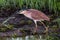 Nankeen Night Heron Nycticorax caledonicus