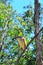 Nankeen night heron sit on a tree branch