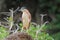 Nankeen night heron on the wood