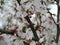 Nanking cherry Prunus tomentosa, Korean cherry, Manchu cherry, downy cherry, Chinese cherry, Chinese cherry, Chinese cherry, Chine