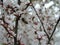Nanking cherry Prunus tomentosa, Korean cherry, Manchu cherry, downy cherry, Chinese cherry, Chinese cherry, Chinese cherry, Chine