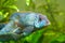 Nannacara anomala neon blue, dominant male cichlid side view, freshwater fish, natural aquarium, macro nature photo