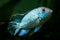 Nannacara anomala neon blue, freshwater cichlid dominant male fish, artificial breed, natural aquarium, closeup underwater