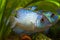 Nannacara anomala neon blue, freshwater cichlid fish, young male in spawning colors, natural aquarium