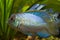 Nannacara anomala neon blue, freshwater cichlid fish, young male in spawning colors, natural aquarium