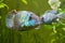 Nannacara anomala neon blue, freshwater male cichlid fish, natural aquarium, closeup nature photo