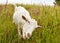 Nanny goat eating grass.