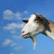 Nanny Goat On The Sky Background