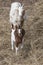 Nanny and kid goat facing camera grazing on hay bale. Portrait style.