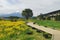 Nanohana yellow flowers with big tree and mount fuji at Oishi park