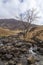 Nant Cadair Tree