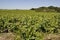 The Nantes vineyard at Saint-Fiacre