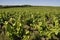 The Nantes vineyard at Saint-Fiacre