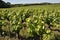 The Nantes vineyard at Saint-Fiacre