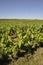 The Nantes vineyard at Saint-Fiacre