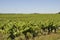 The Nantes vineyard at Saint-Fiacre