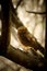 The nap. A burrowing owl portrait.