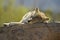 Nap Time! Coyote Sleeping on a Rock in the Sun