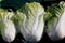 Napa cabbage, Celery cabbage, Brassica rapa subsp pekinensis