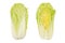Napa cabbage, whole and half, Chinese cabbage, top view