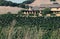 Napa valley vineyard, California