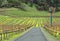 Napa Valley vineyard lane lined with Mustard